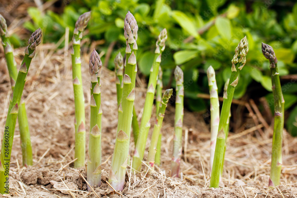 Fotografie Asparagus