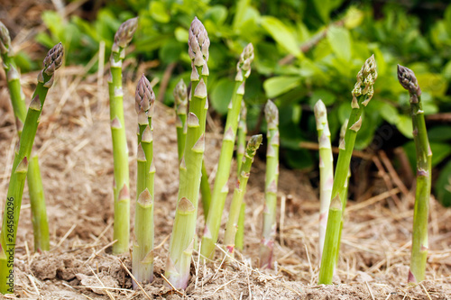 Fotografie Asparagus