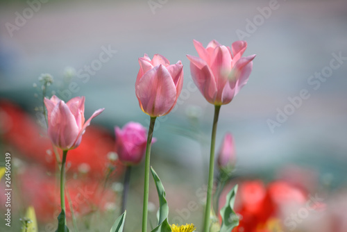 Red tulips growing on the lawn in front of a blurred background © Yurii Zushchyk