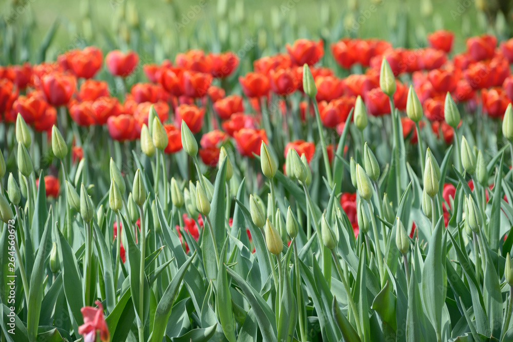 Red tulips and burgeons growing on the lawn Red tulips and burgeons growing on the lawn