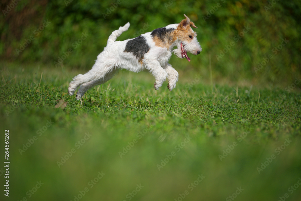 Young fox terrier is jumping and running actively in a park
