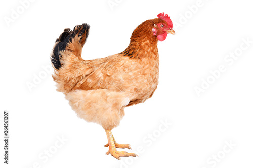 Chicken standing isolated on white background