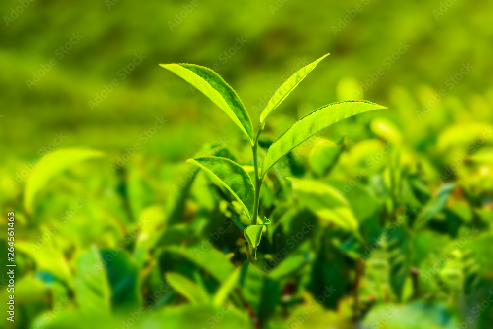 Fototapeta premium Tea plantation nature background landscape