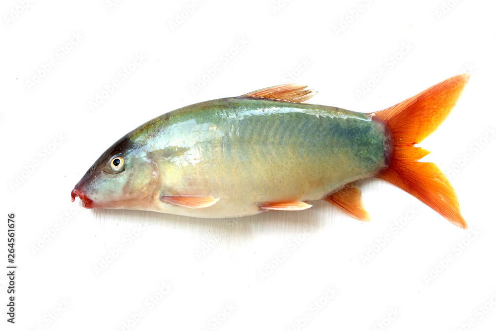 Fototapeta premium Blue Botia isolated on white background ,Freshwater fish
