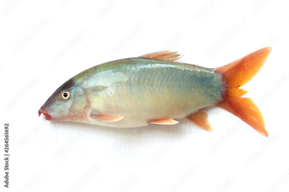 Blue Botia isolated on white background ,Freshwater fish Blue Botia isolated on white background ,Freshwater fish