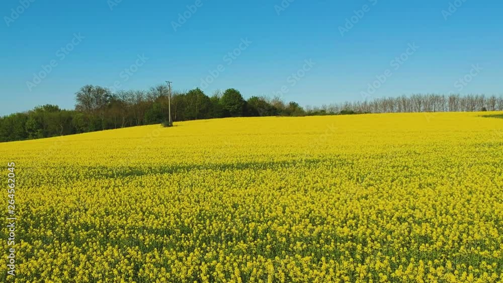 Rape field near the public road with low altitude drone view. ( DJi Drone footage I 29.97 fps ) Rape field near the public road with low altitude drone view. ( DJi Drone footage I 29.97 fps )