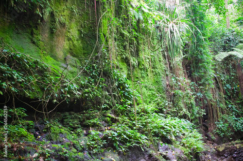 Ubud Monkey Forest sanctuary, Bali