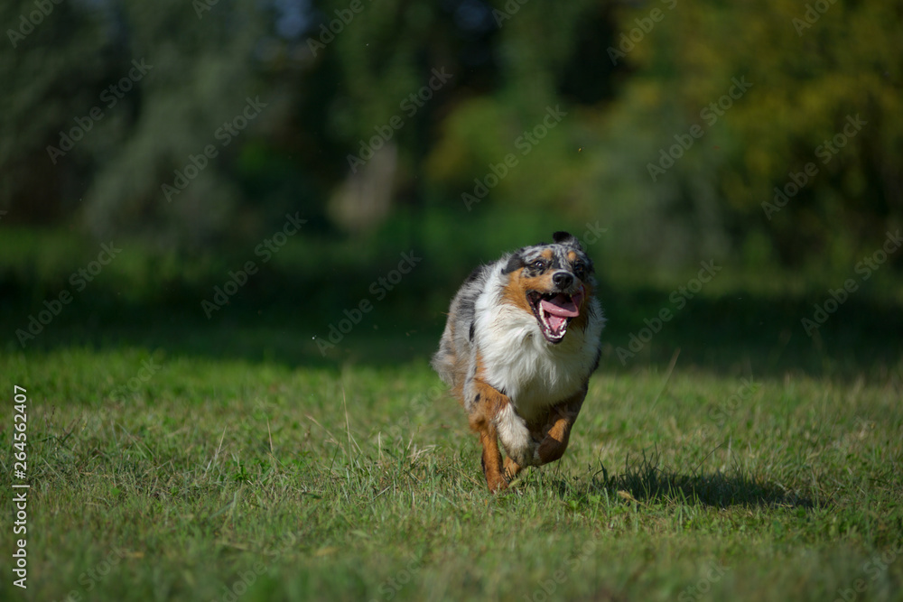 Blue merle australian shepherd is hapily running free in a natural park Blue merle australian shepherd is hapily running free in a natural park