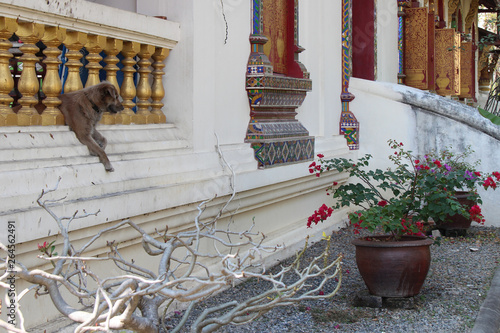 a dog in a buddhist temple (Wat Chiang Man) in chiang mai (thailand)  photo