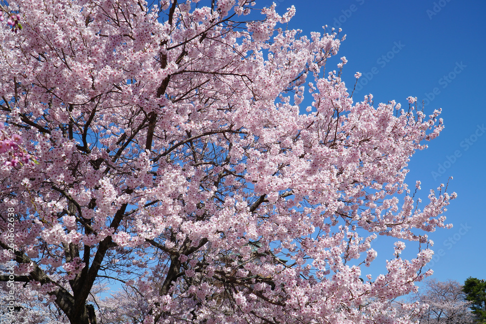 高島公園の桜