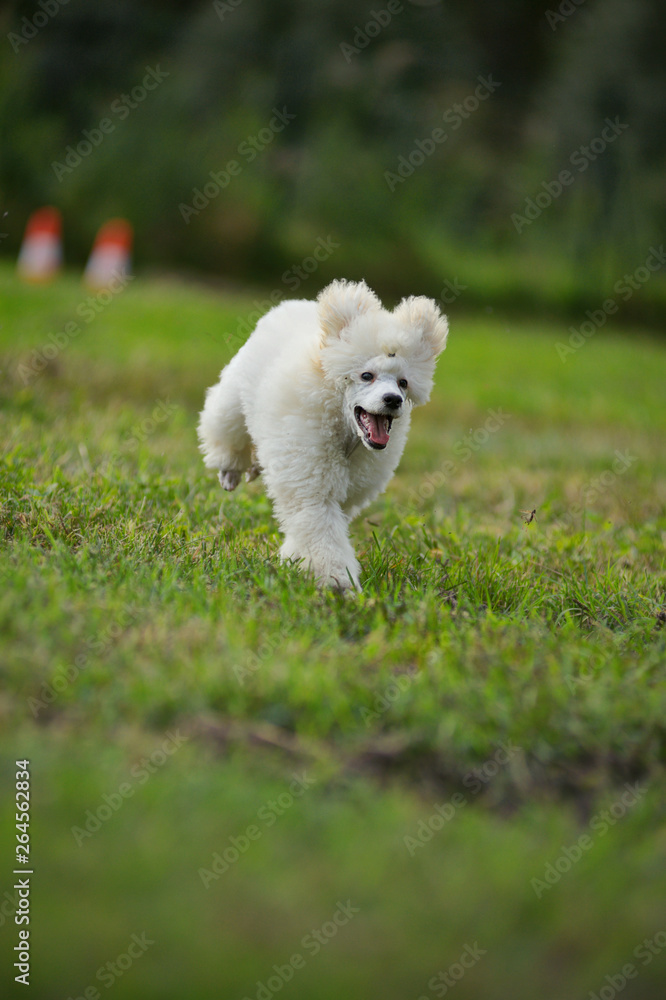 White miniature poodle groomed is running fast in a park White miniature poodle groomed is running fast in a park