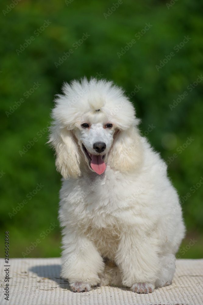 White miniature poodle very well groomed is smiling while sitting