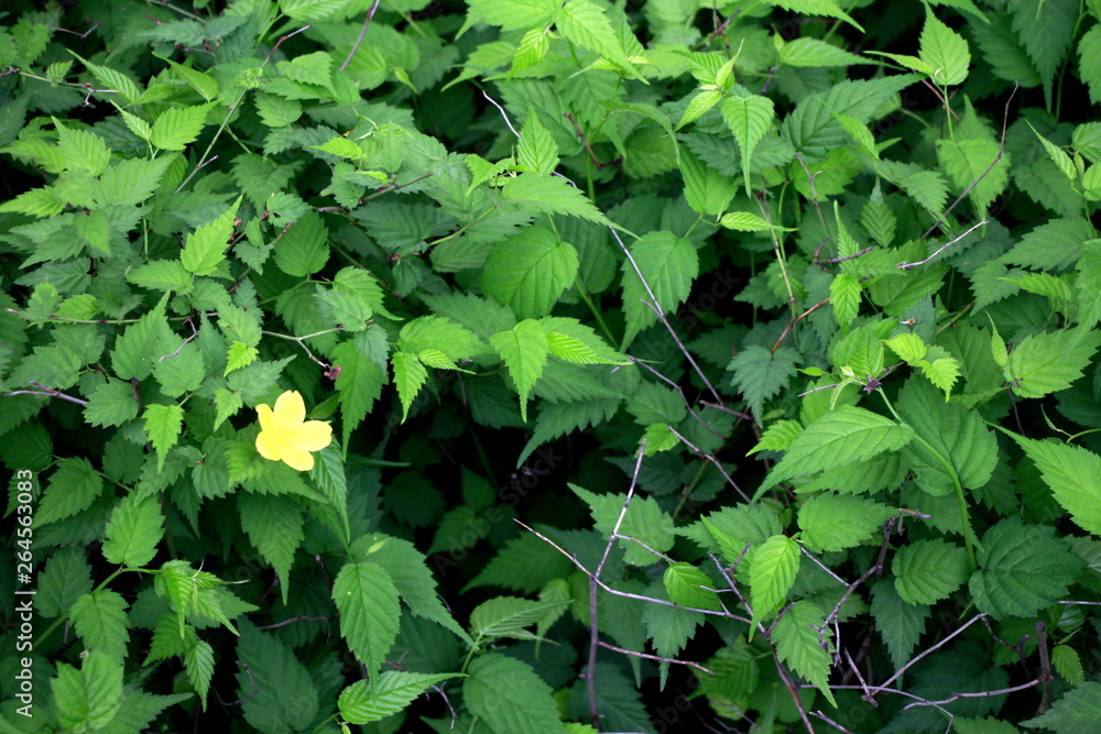 leaves trees nature earth sprout stones leaves trees nature earth sprout stones