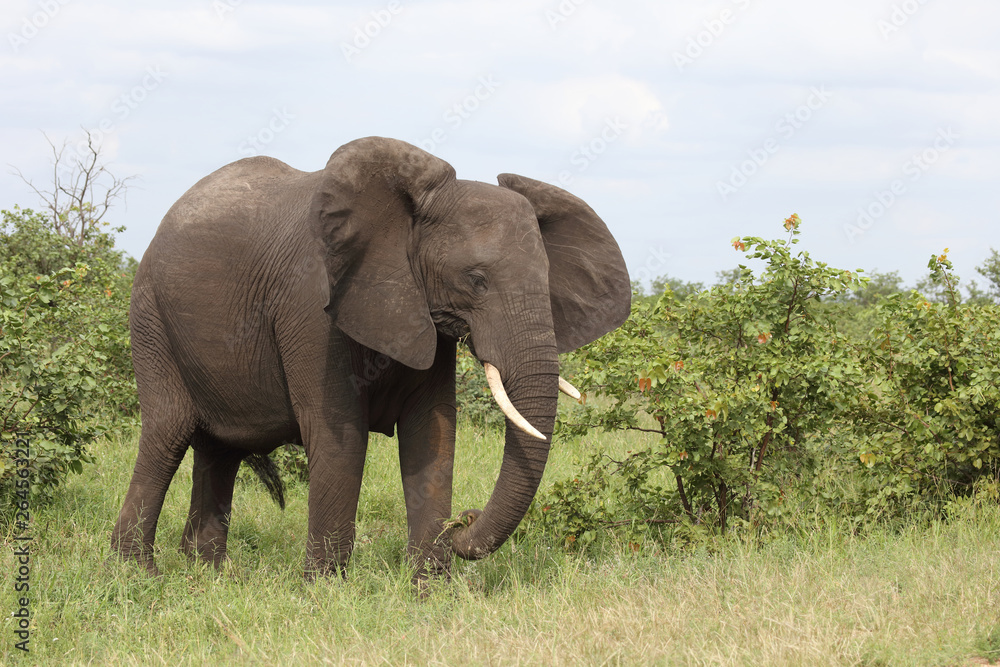 Fototapeta premium Afrikanischer Elefant / African elephant / Loxodonta africana
