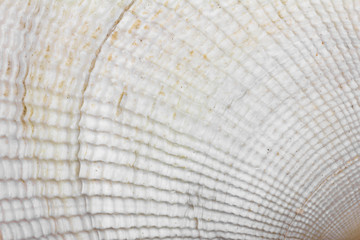 Fotobehang Hotel Witte schelp macro textuur achtergrond  © Andrey Solovev