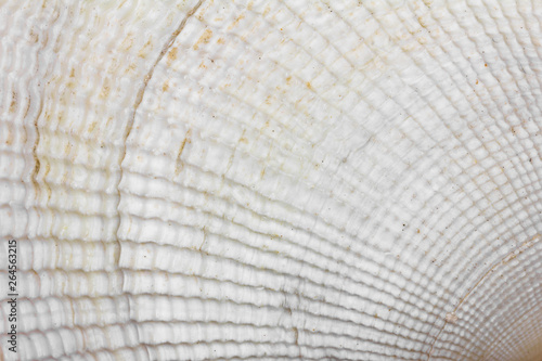 background texture of white seashell, macro photo