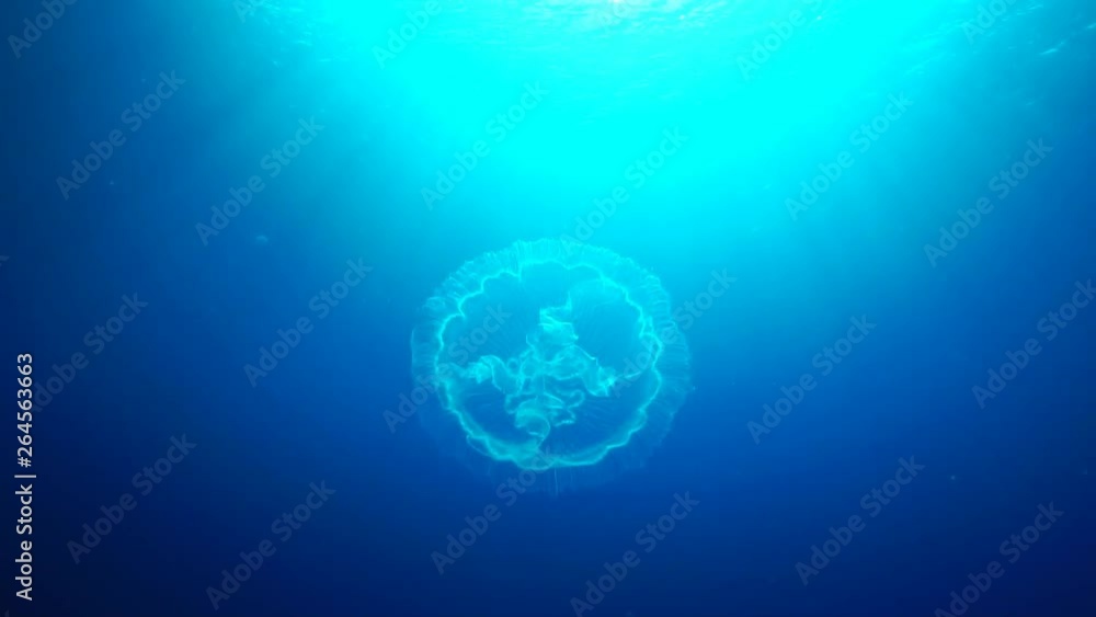 小笠原の海を漂うミズクラゲ スローモーション 小笠原の海を漂うミズクラゲ スローモーション