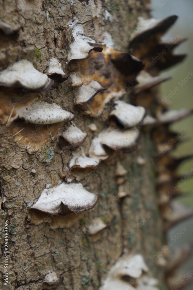 Trunk Mushroom Trunk Mushroom