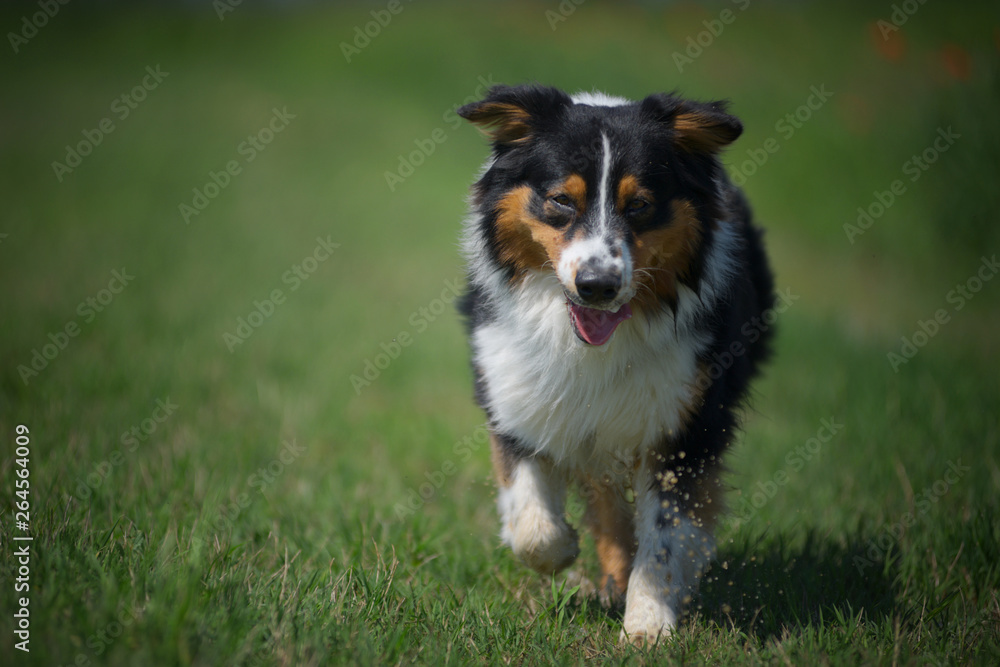 Black tricolor australian sheperd trotting in a field of grass Black tricolor australian sheperd trotting in a field of grass