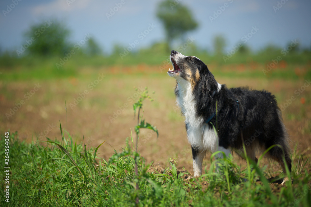 Black tricolor australian sheperd howling in the countryside