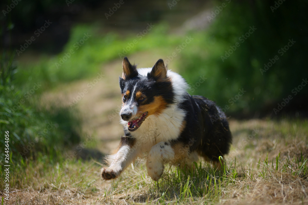 Black tricolor australian sheperd running free in the countryside