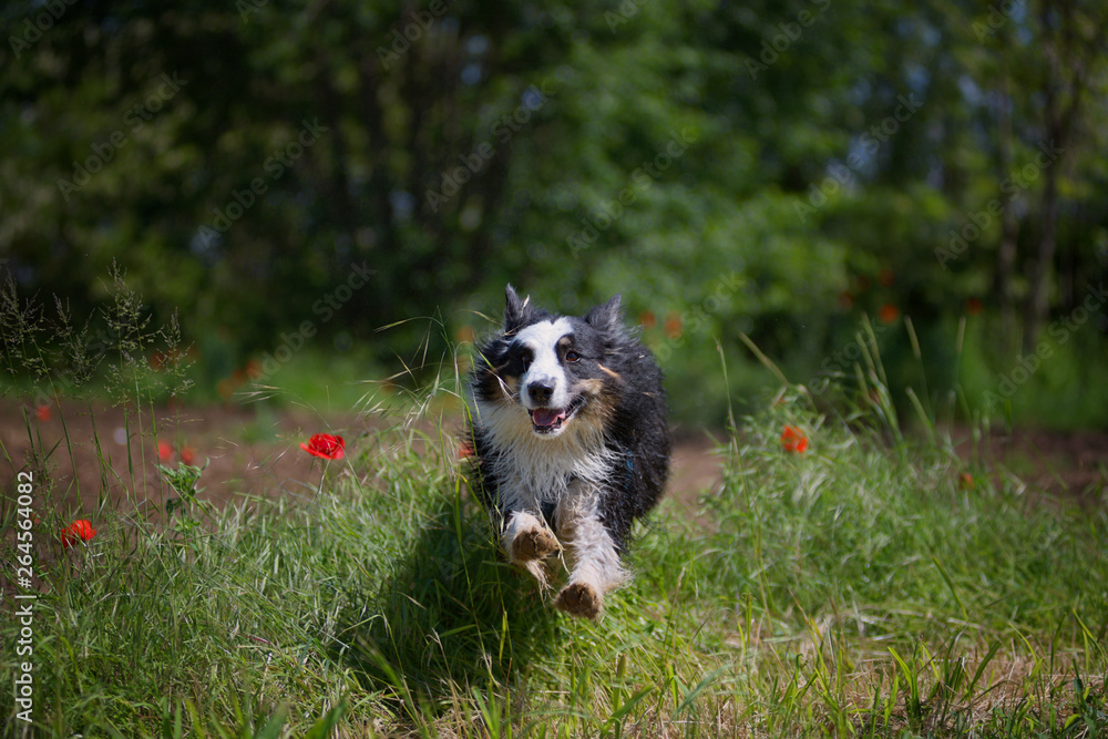 Black tricolor australian sheperd is jumping through the grass in the countryside