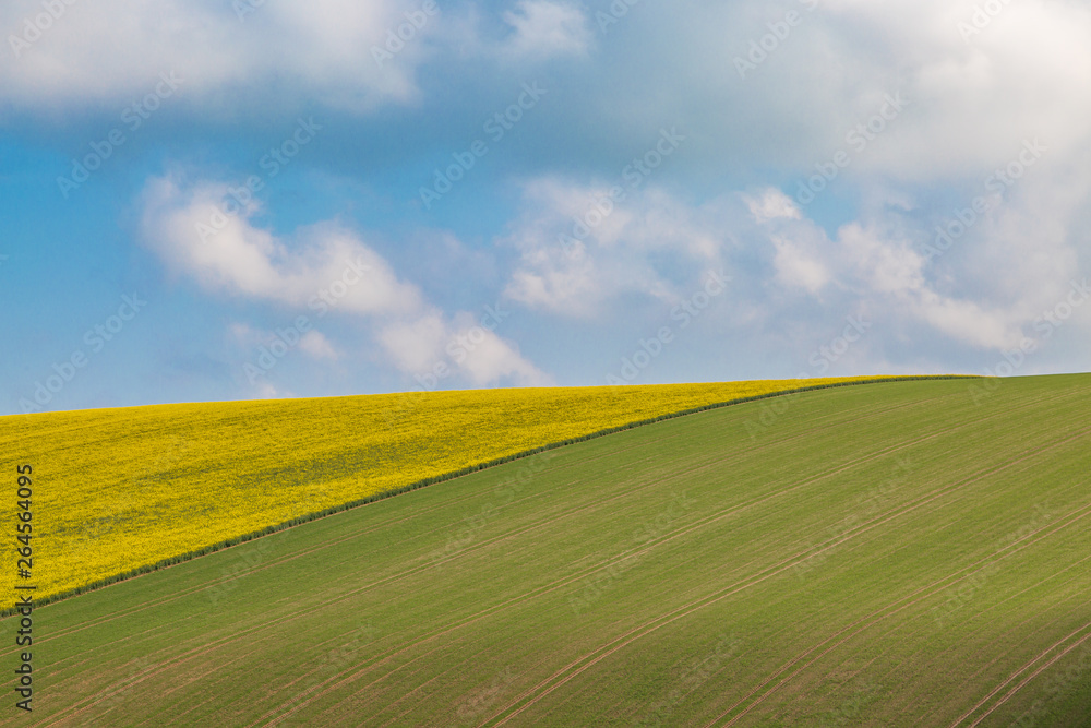Crops growing on a Sussex hillside, on a sunny spring morning