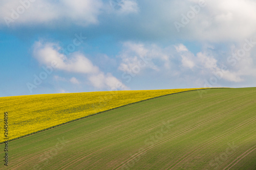 Crops growing on a Sussex hillside, on a sunny spring morning