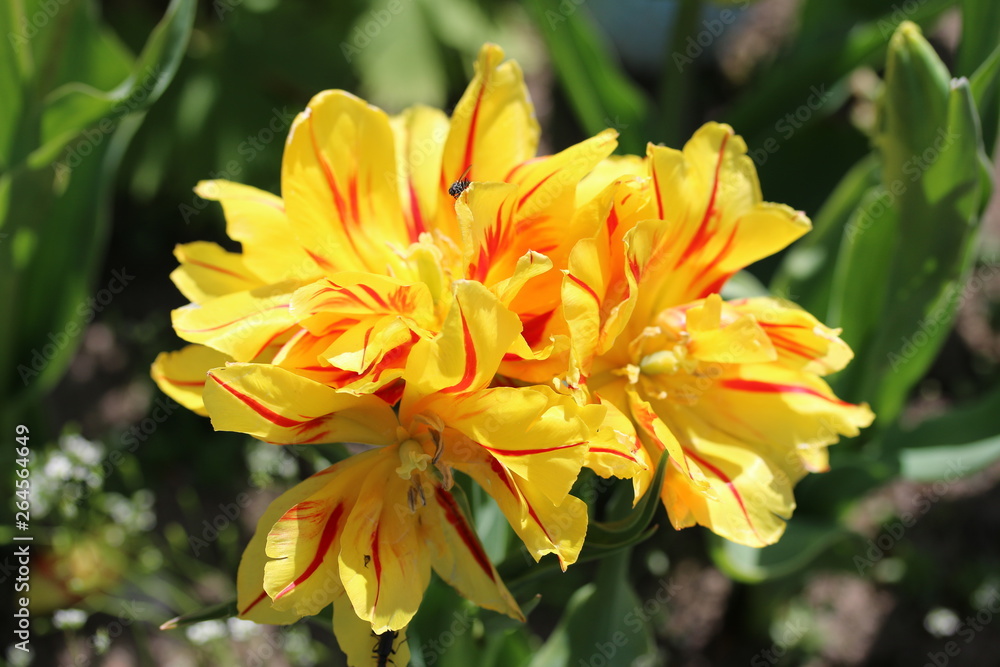 Fototapeta premium Wunderschöne Tulpe mit drei Köpfen