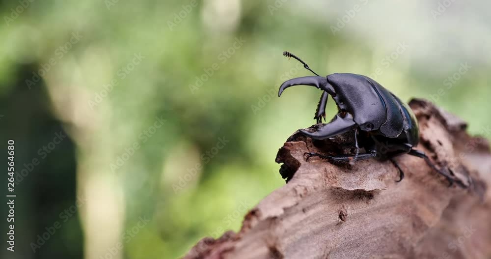 ヒラタクワガタ 日本のクワガタ