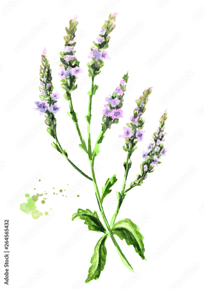 Naklejka premium Healing Verbena officinalis plant. Watercolor hand drawn illustration, isolated on white background