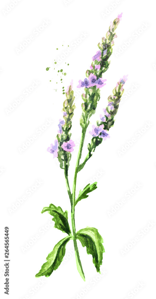 Healing Verbena officinalis. Watercolor hand drawn illustration, isolated on white background