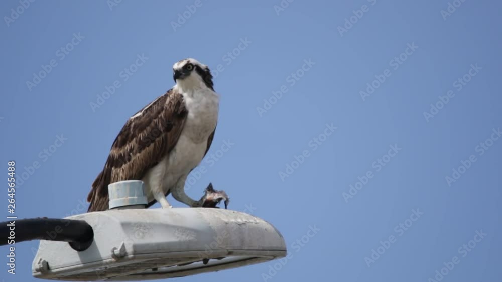 Feeding osprey hawk feeding on the freshly caught fish, standing on a streetlight pole