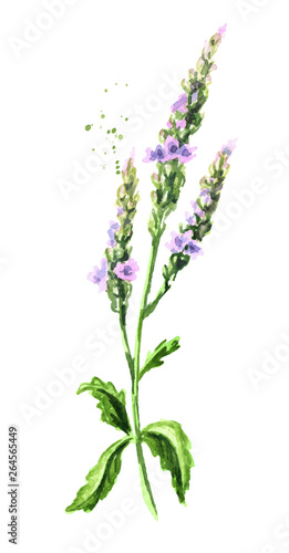 Healing Verbena officinalis. Watercolor hand drawn illustration, isolated on white background