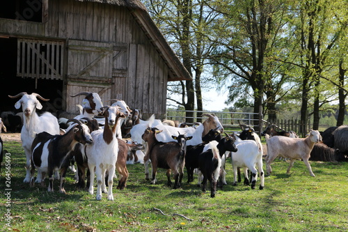 Heidschnucken und Ziegen stehen mit ihren Lämmern neugierig vom Stall