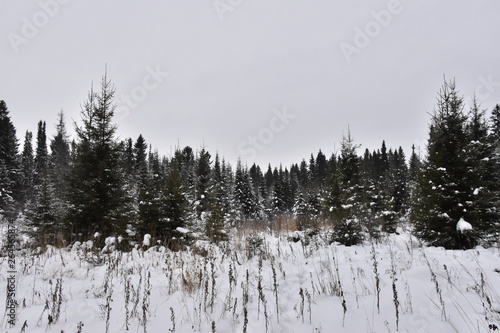 beautiful winter forest