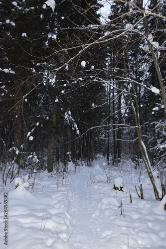 winter forest in the Russian wilderness