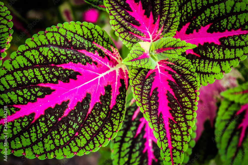 Fototapeta premium fern leaves background