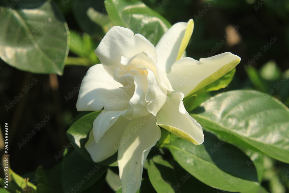 Gardenia jasminoides (Cape Jasmine) flower in garden. Gardenia jasminoides (Cape Jasmine) flower in garden.