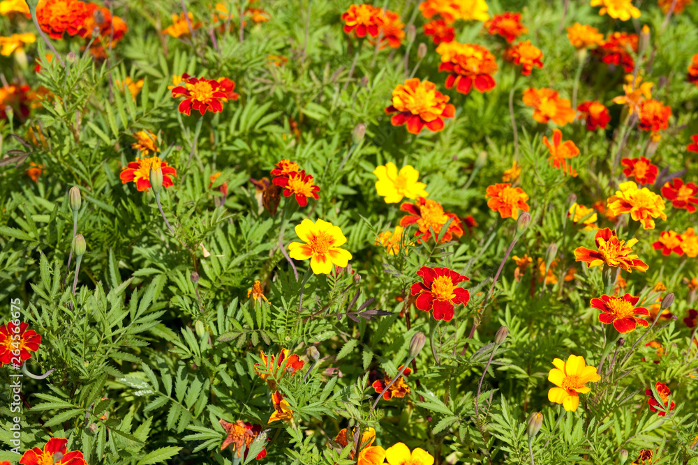 Blooming marigolds (tagetes) in the garden
