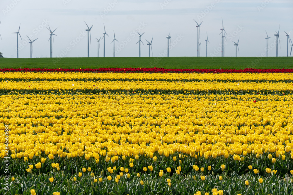 Obraz premium Tulips in a field
