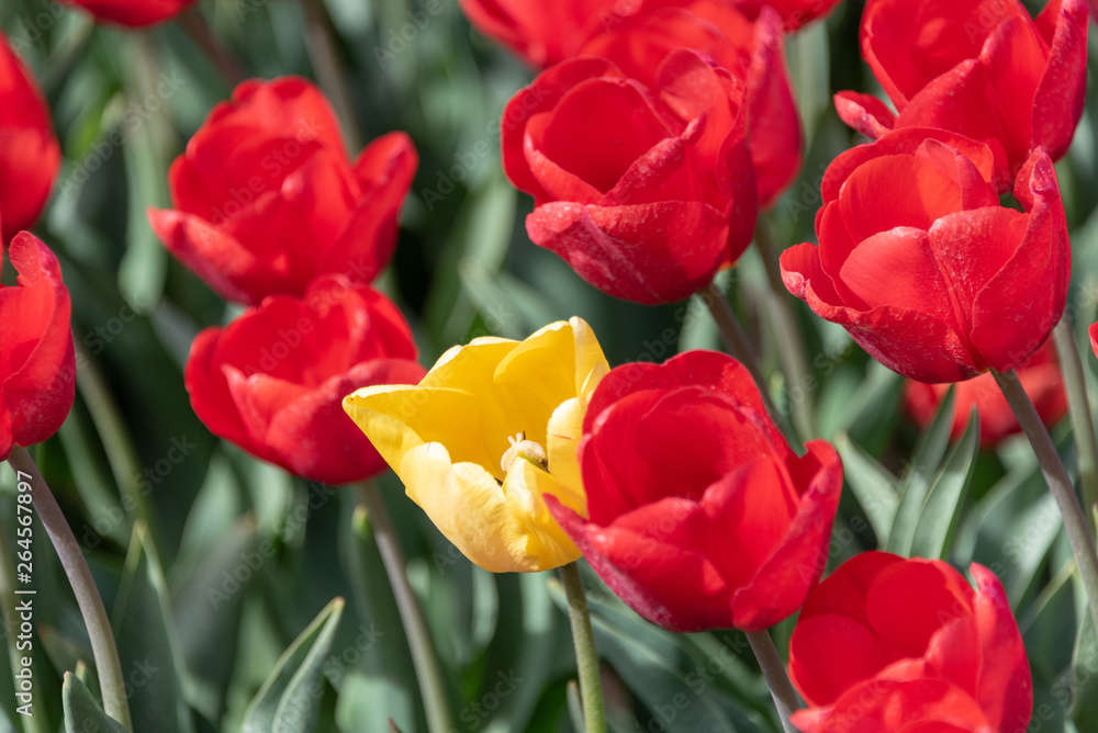 Fototapeta premium Yellow tulip in a field of red tulips