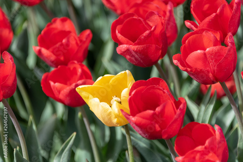 Yellow tulip in a field of red tulips