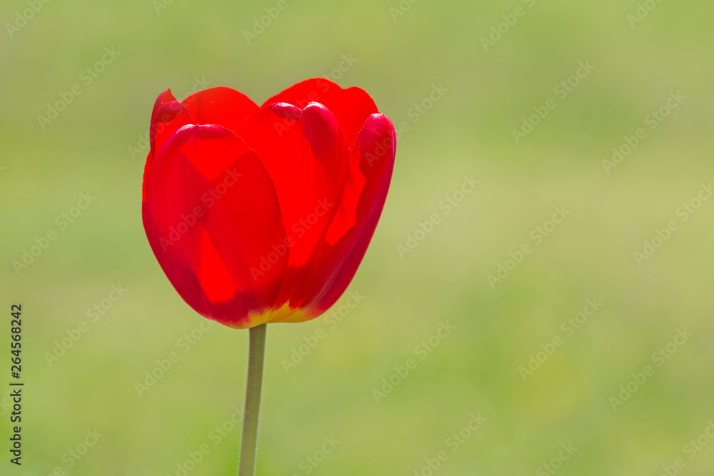 close up of red tulip against green background close up of red tulip against green background