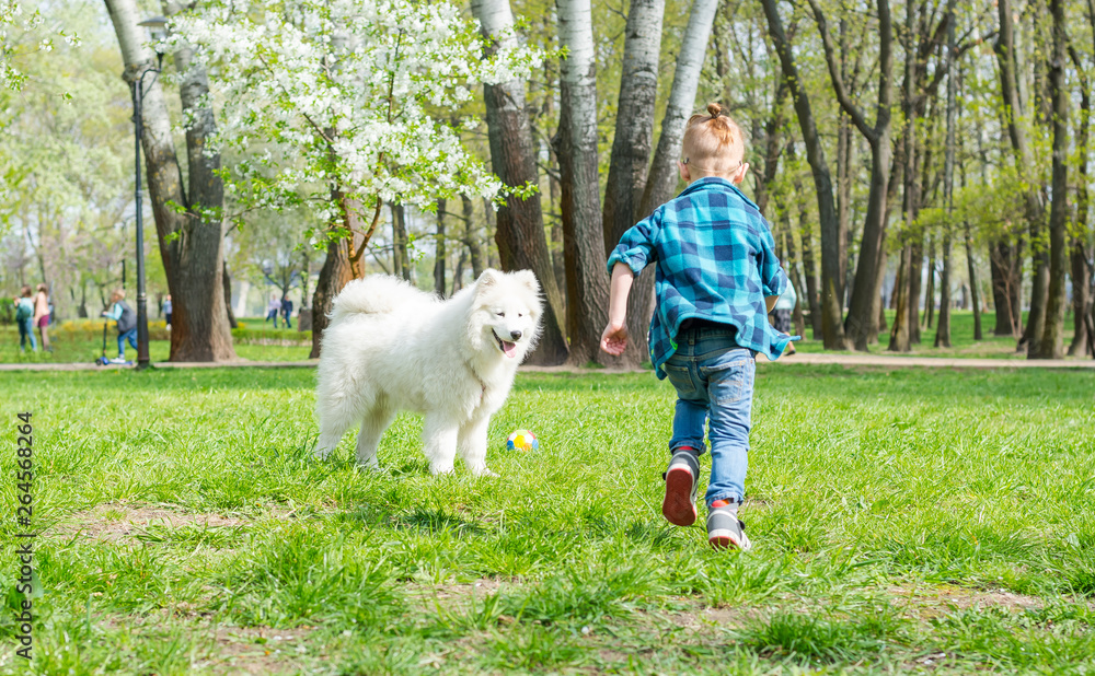A little boy with glasses plays a ball with a white dog. A samoyed dog and a little hipster run through the park in spring A little boy with glasses plays a ball with a white dog. A samoyed dog and a little hipster run through the park in spring