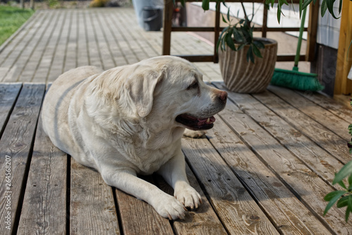 Old dog on a terrace