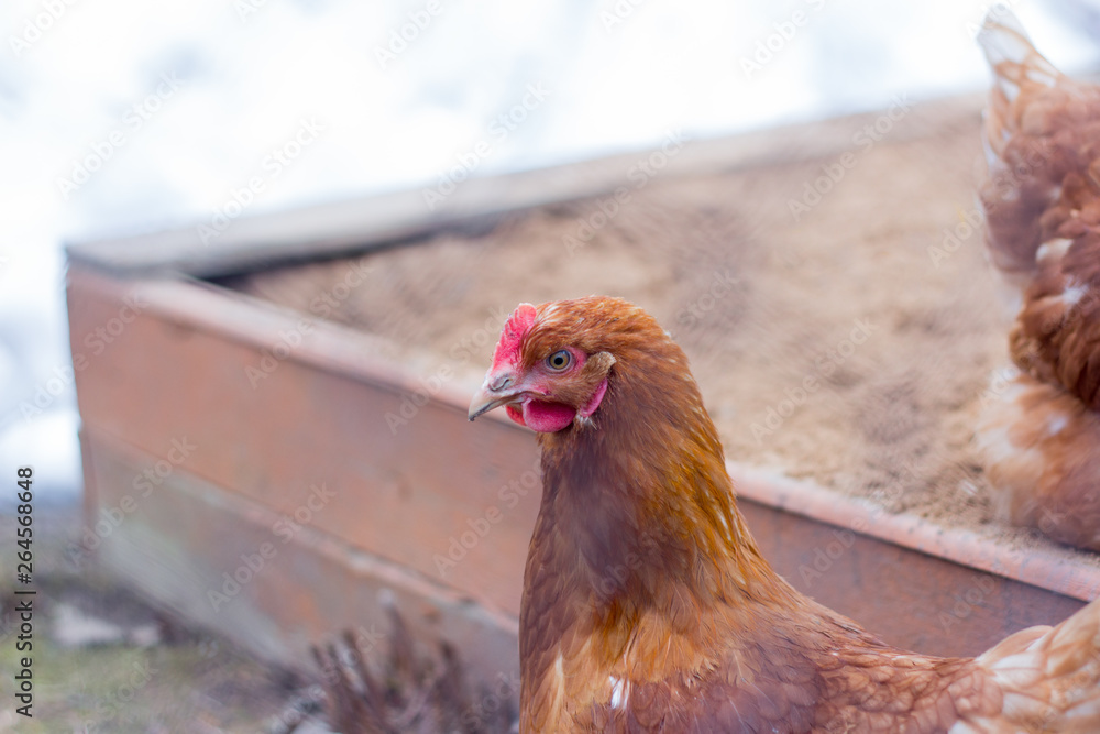 Fototapeta premium chicken walk in the yard,red chicken close-up