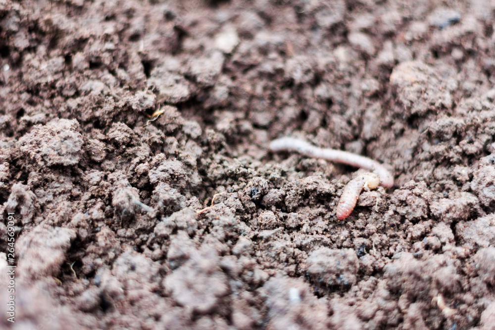 earthworm in loamy moist soil,the first worm in the spring earthworm in loamy moist soil,the first worm in the spring
