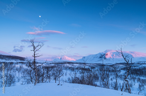 The Arctic wilderness in the last, pink light of a winters day in Lapland, Sweden. photo