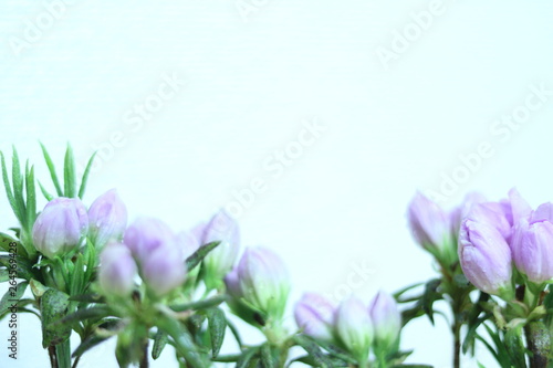 淡い紫ツツジのつぼみ pale purple azalea buds 2
